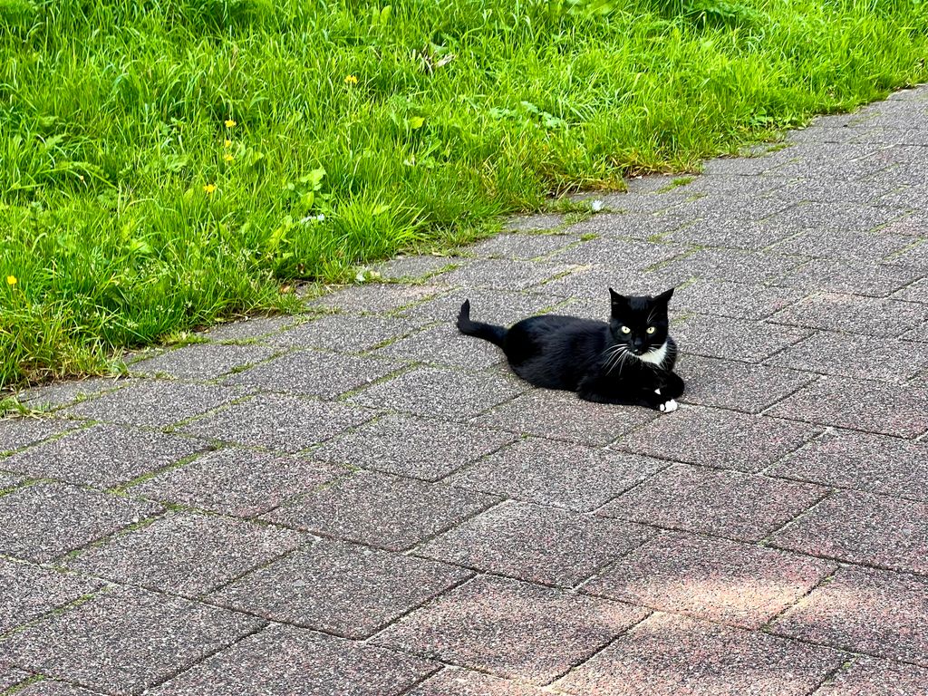 Holland — photo 21