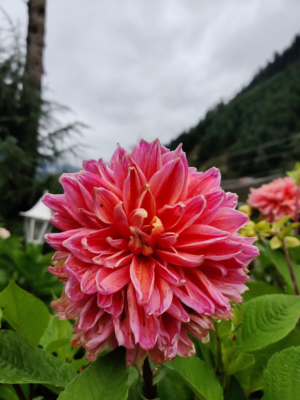Manali — photo 32