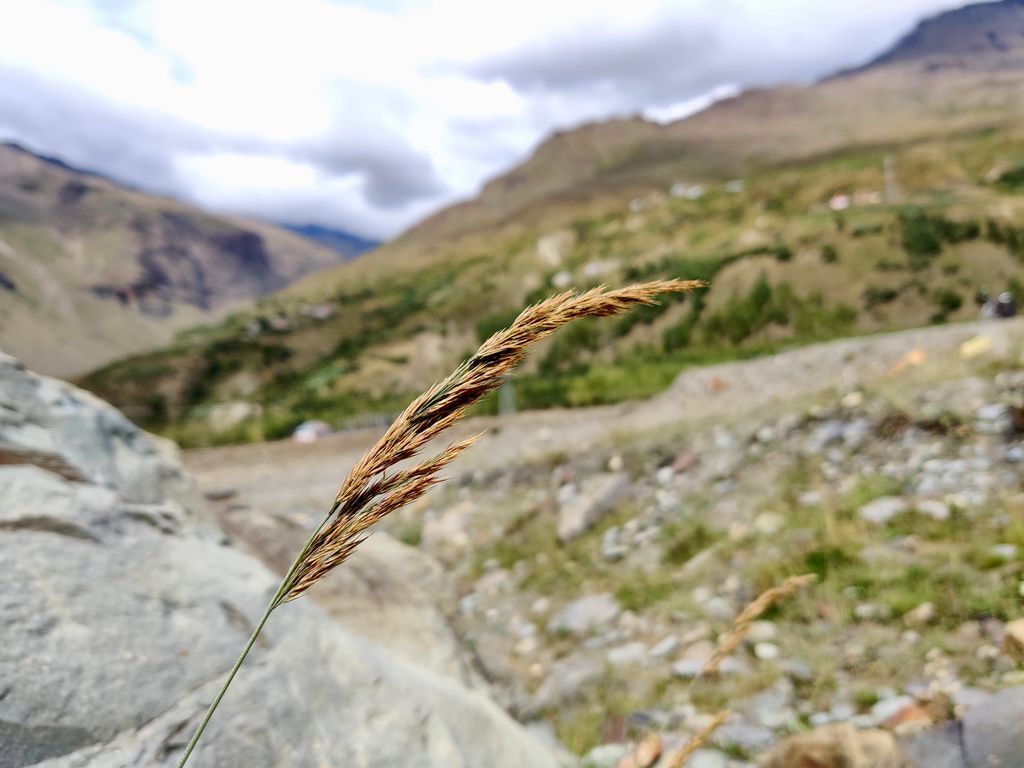 Manali — photo 33