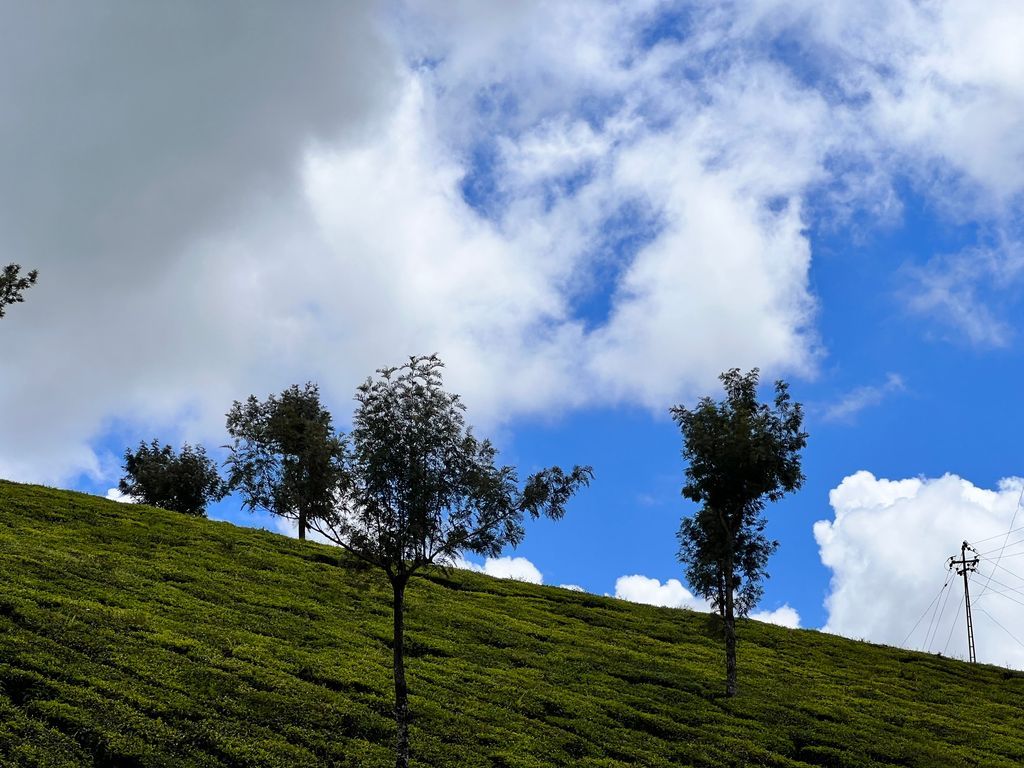 Munnar — photo 5