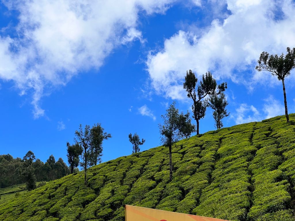 Munnar — photo 7