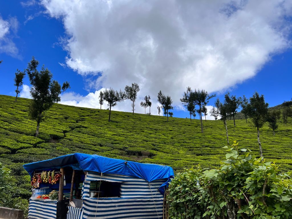 Munnar — photo 8