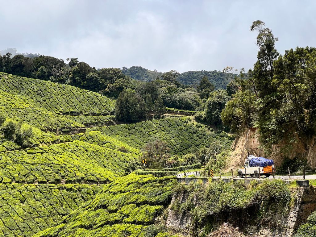 Munnar — photo 11