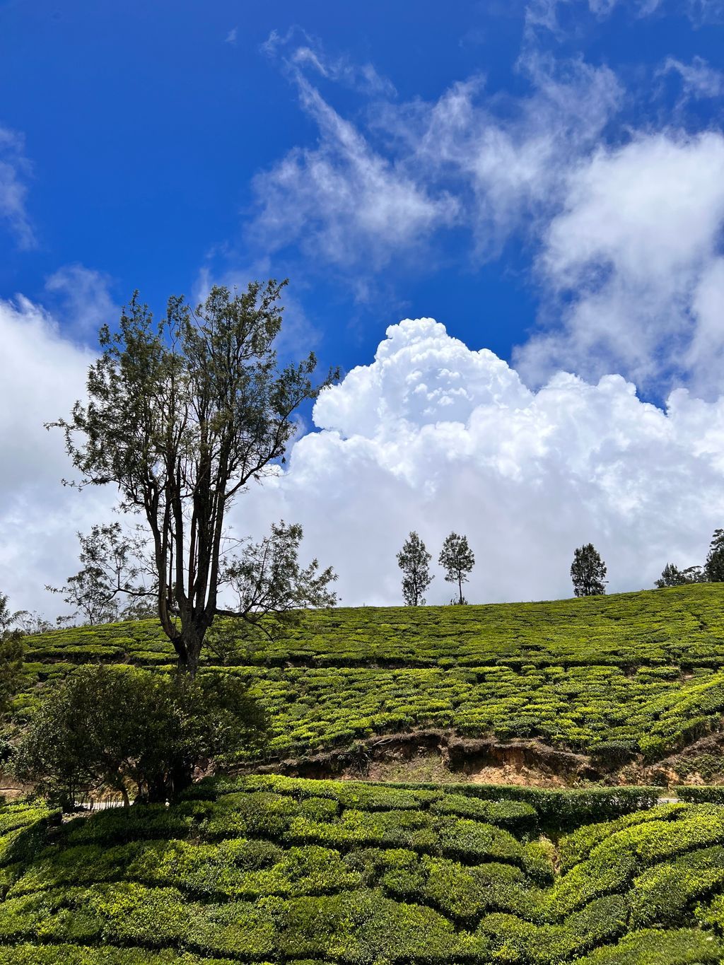 Munnar — photo 12