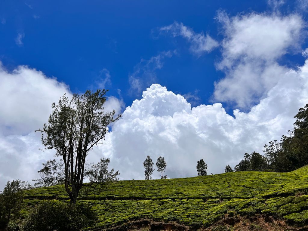 Munnar — photo 13