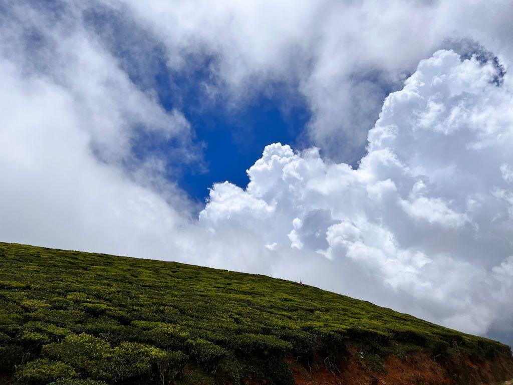 Munnar — photo 14