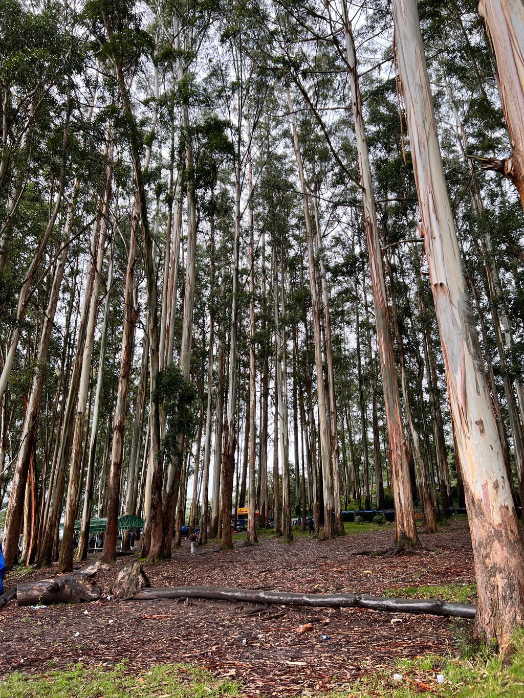 Munnar — photo 20