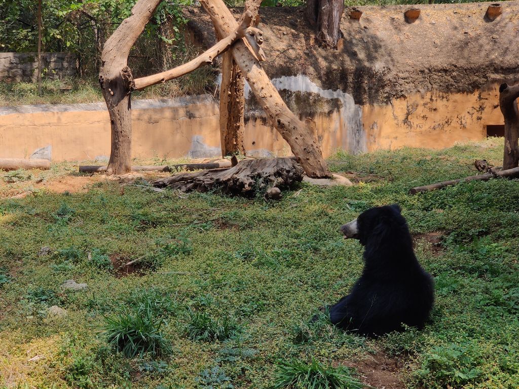 Mysore — photo 4