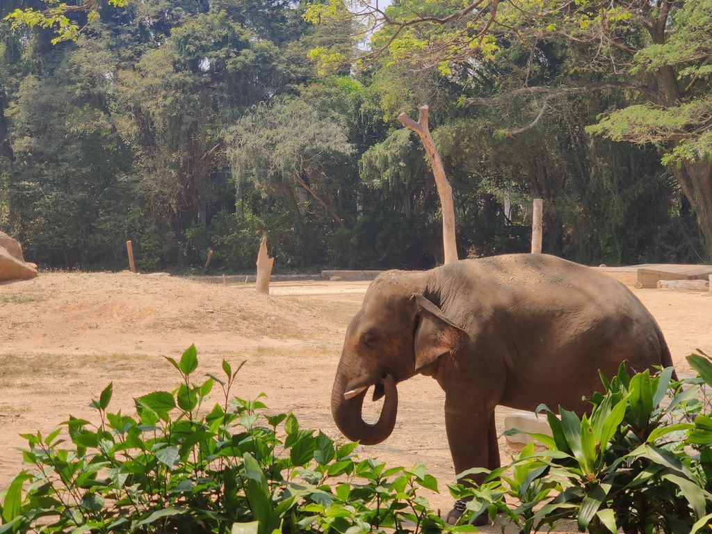 Mysore — photo 8