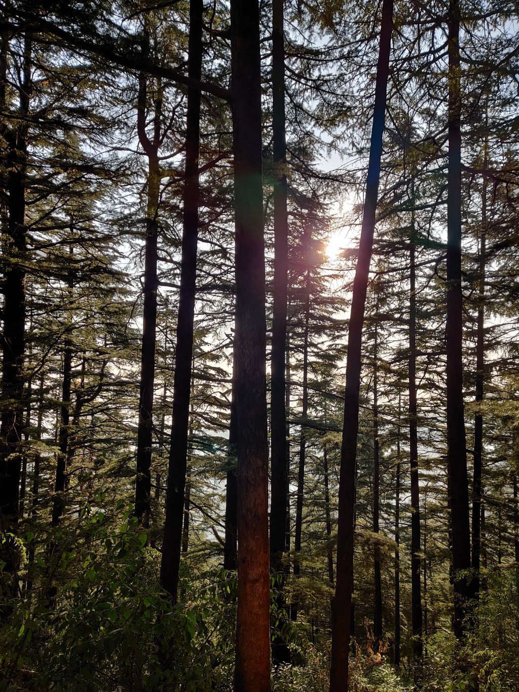 Triund — photo 5