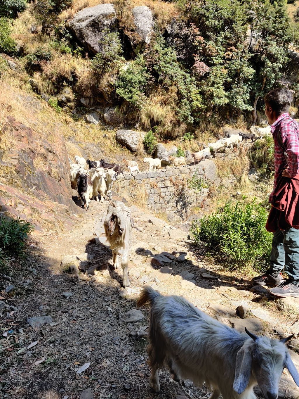 Triund — photo 11