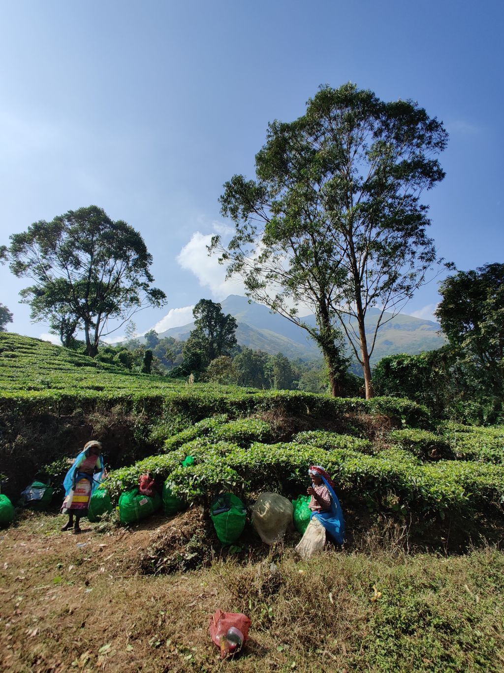 Wayanad — photo 5