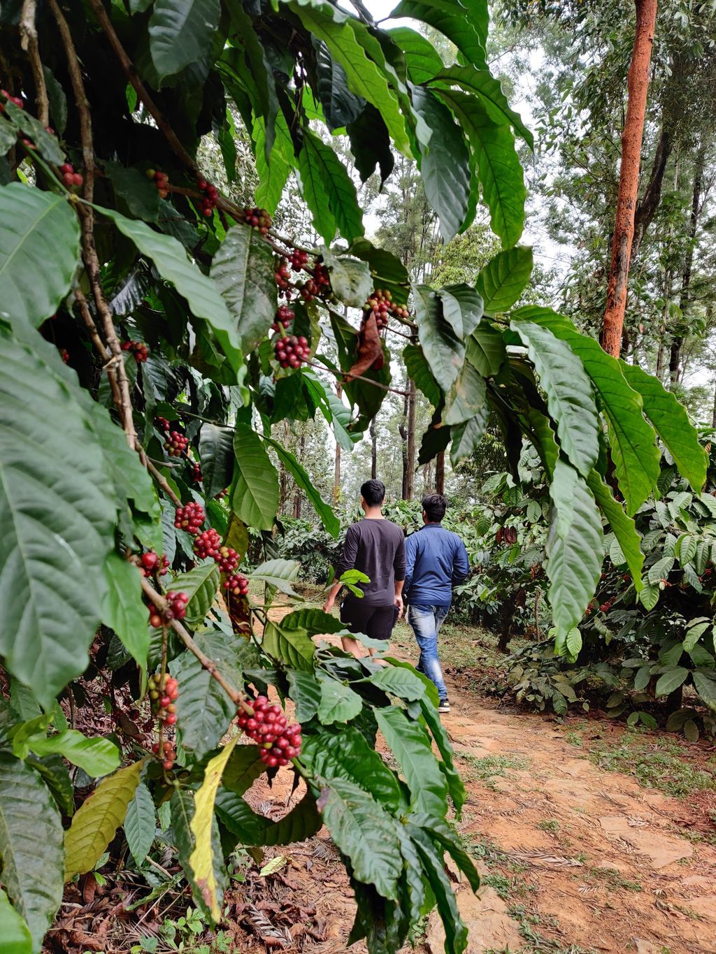 Wayanad — photo 10