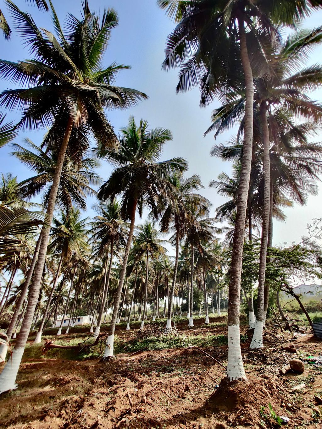 Wayanad — photo 14